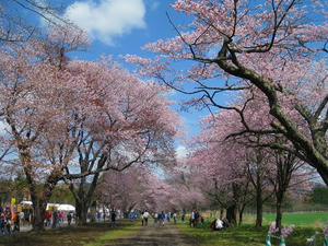 静内二十間道路桜並木