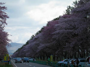 静内二十間道路桜並木