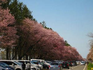 静内二十間道路桜並木