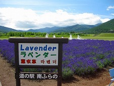 道の駅　南ふらの／ラベンダー畑