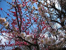 広島観光／広島県竹原／竹原街並み保存地区／地蔵堂の桜