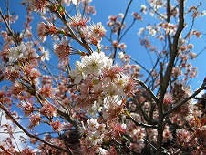 広島観光／広島県竹原／竹原街並み保存地区／地蔵堂の桜