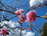 広島観光／広島県竹原／竹原街並み保存地区／西方寺・普明閣の桜