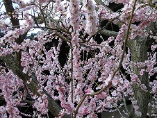 広島観光／広島県竹原／竹原街並み保存地区／照蓮寺の桜