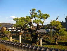 広島観光／広島県尾道／光明寺／蟠龍の松