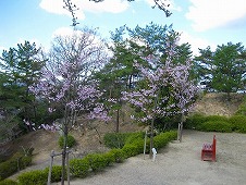 広島観光／広島県尾道／千光寺山・千光寺公園内