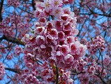 広島観光／広島県尾道／千光寺山・千光寺公園の桜