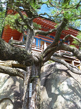 広島観光／広島県尾道／千光寺公園・千光寺・末広の松