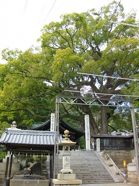 広島観光／広島県尾道／艮神社の楠木（クスノキ）