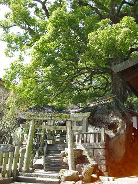 広島観光／広島県尾道／艮神社の楠木（クスノキ）