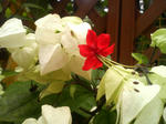 P1000048.JPG