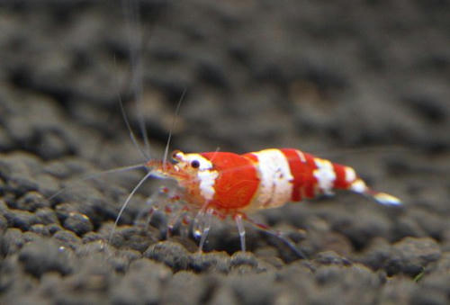 IMG_6053.jpg