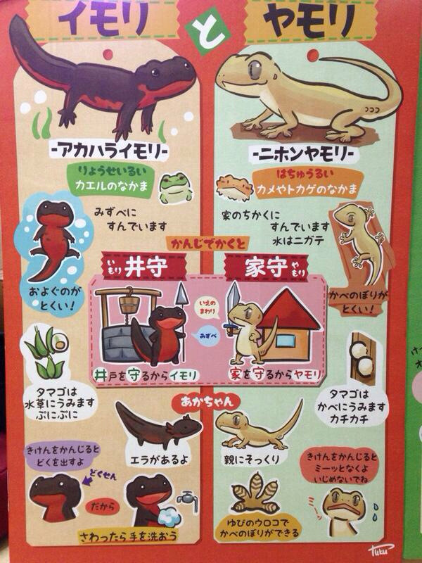 イモリとヤモリの違いです 気楽な隠れ家