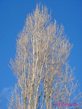 a12d0a8e.jpg