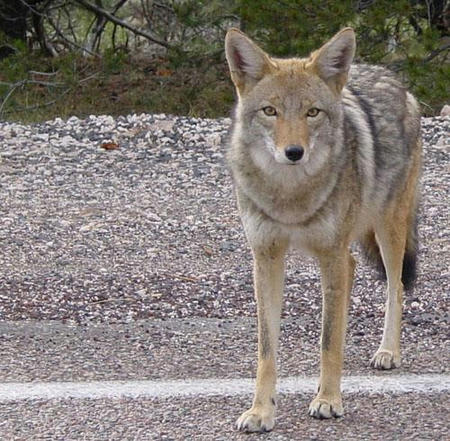 Coyote_arizona.jpg