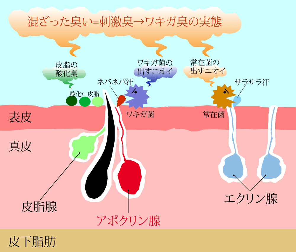 ワキガ を 治す 方法