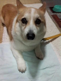 2010_7_10_egao_2.JPG