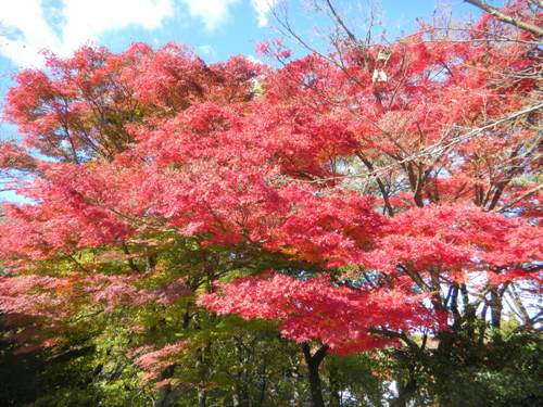 momiji_2.jpg