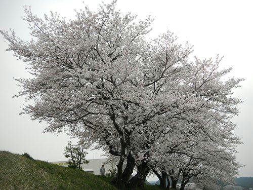 DSCN3335_2.jpg