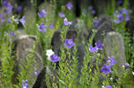 20070630-001.jpg