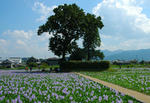 20070909-005.jpg