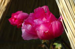 20080105-12.jpg