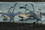 DSC_0978-01.JPG