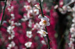 20080302-002.jpg