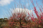 20080302-009.jpg