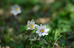 20080322-006.jpg