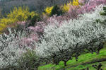 20080329-007.jpg