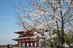 20080404-003.jpg