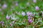 20080404-006.jpg