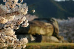 20080404-007.jpg