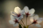 20080406-002.jpg