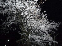 sakura01.jpg