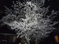 sakura02.jpg