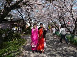 sakura05.jpg