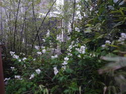 P1040022.jpg