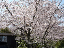 aP1040028.jpg