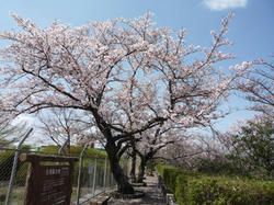 aP1040036.jpg