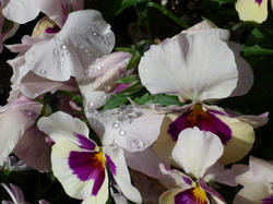 aP1040070.jpg