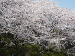 aP1050203.jpg