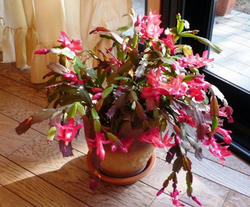 aP1050762.jpg