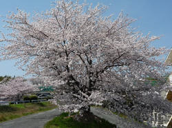 aP1050941.jpg