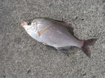 20080127.jpg