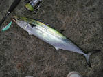 DSC02370.JPG