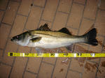 DSC02467.JPG
