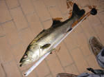 DSC02469.JPG