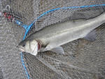 DSC02552.JPG